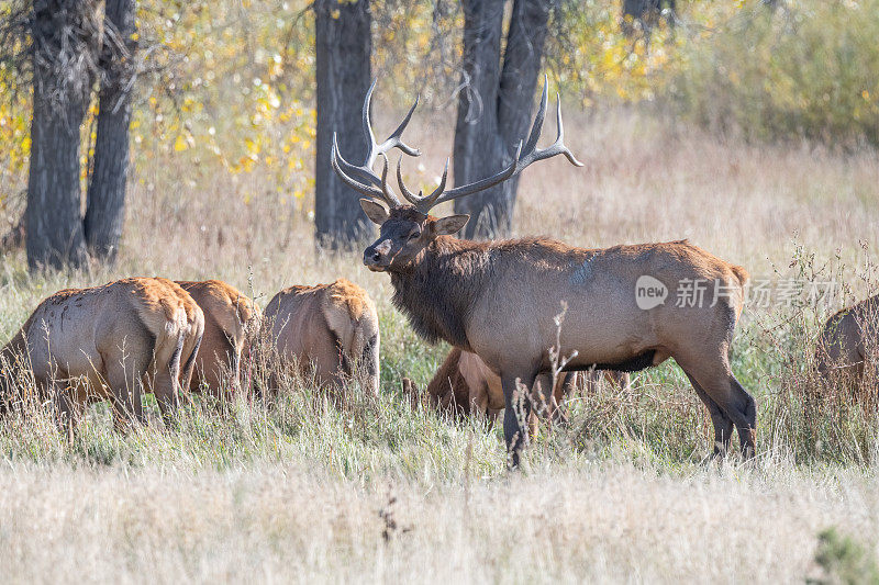 北美西部美国蒙大拿州北部的公麋鹿放牧麋鹿牛