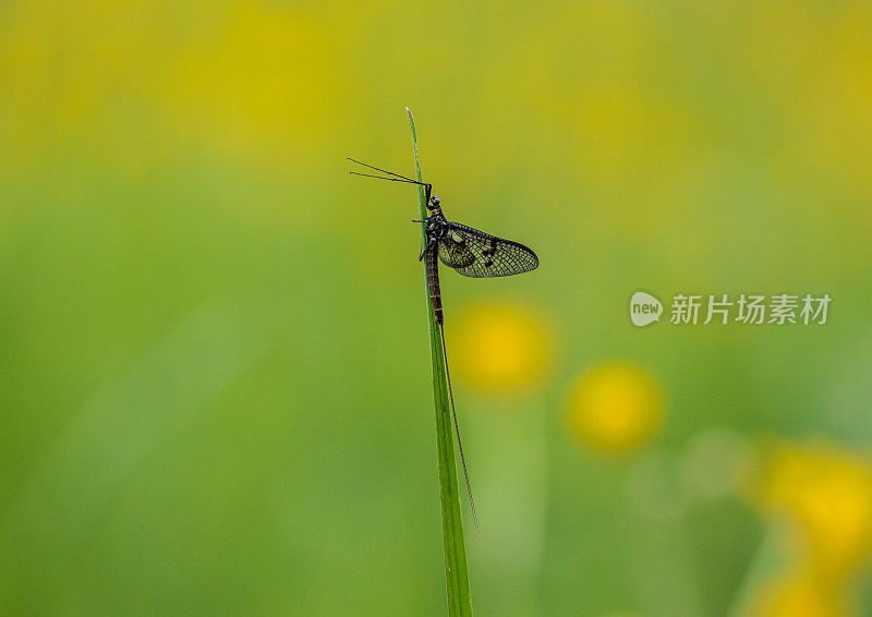 蜉蝣(蜉蝣目)