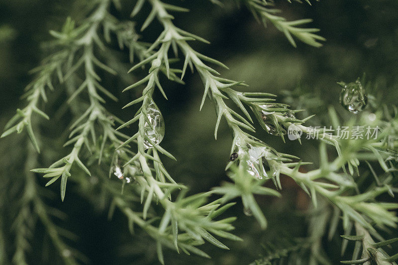 针叶树深绿色树枝上美丽明亮的小针叶特写。自然概念