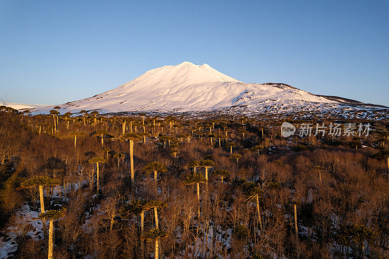 巴塔哥尼亚火山脚下的阿劳卡利亚森林