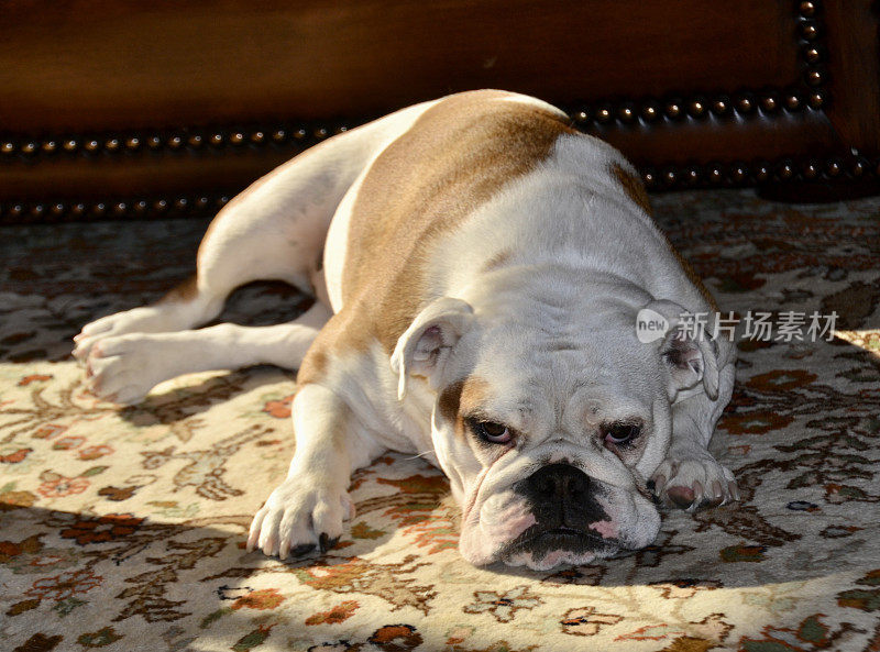 忠诚的英国斗牛犬很可爱，它站在沙发前的地毯上，晒着太阳，欢迎主人回家