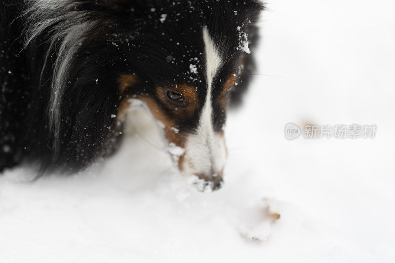 设得兰牧羊犬在雪地里玩耍