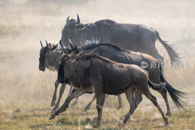 在坦桑尼亚塞伦盖蒂平原的大迁徙中，一群角马在大草原上奔跑