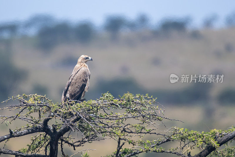 在坦桑尼亚的曼雅拉国家公园里，一只维罗氏鹰站在树上，景色优美