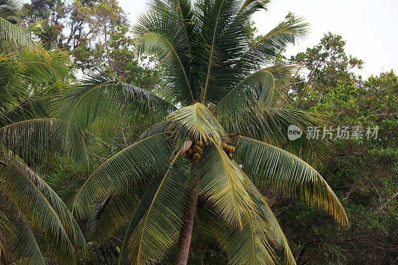中国海南省三亚盛开的椰子树