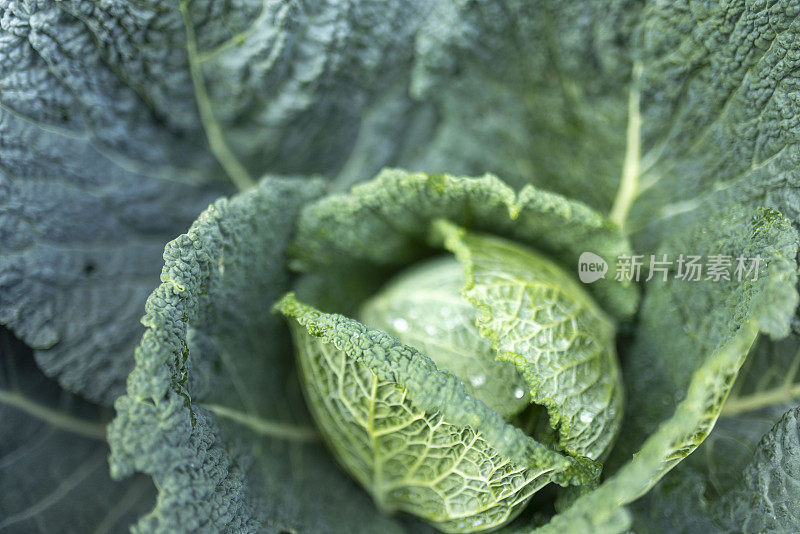 一个小卷心菜头的特写镜头，上面有水滴