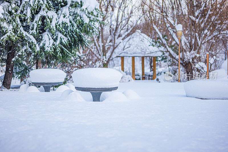 纯白色的背景上，杉树树枝上覆盖着厚厚的积雪