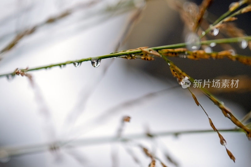 雨滴落在草地上。宏