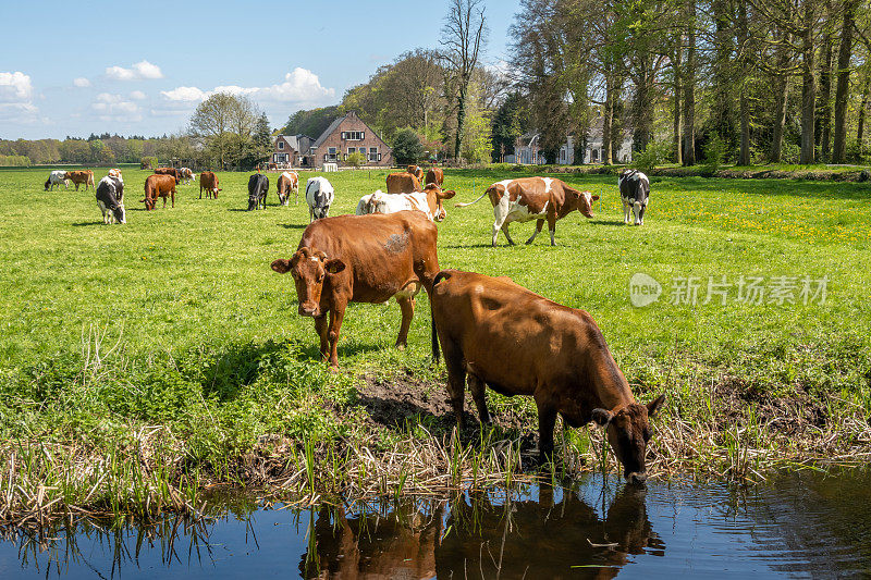 荷兰，在s-Graveland和Hilversum之间的圩田里，奶牛在牧场上喝水和吃草