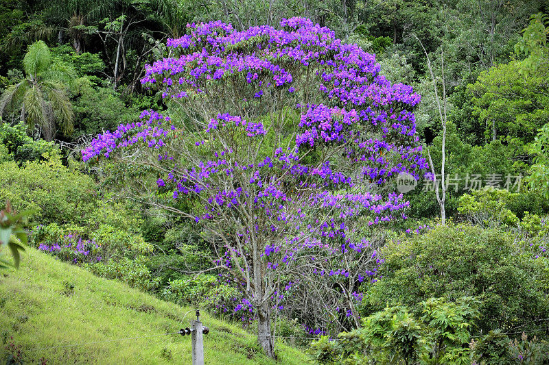山上的树上开满了紫色的花絮，田野里开满了紫色的花絮