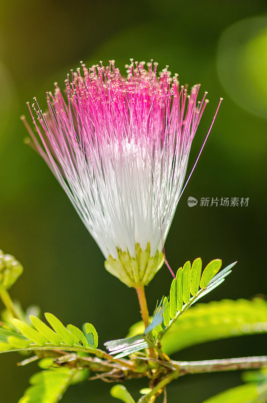 苏里南豌豆花