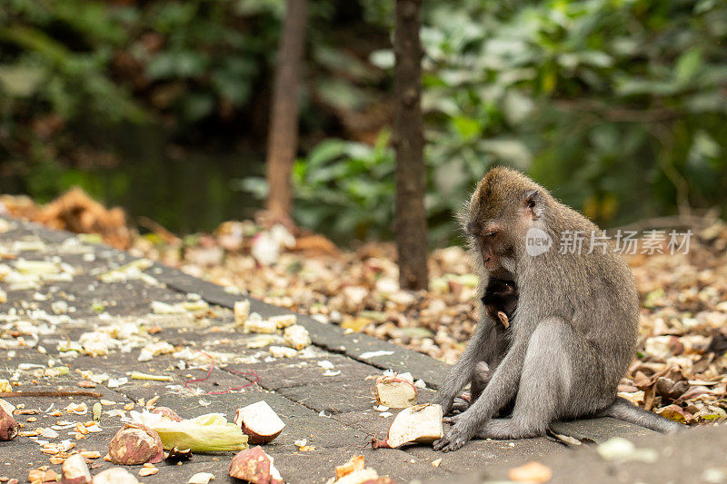 灵长类动物抱着猕猴宝宝，躺在草地和植物周围的地上