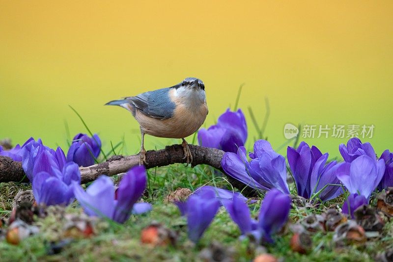 春天的Nuthatch