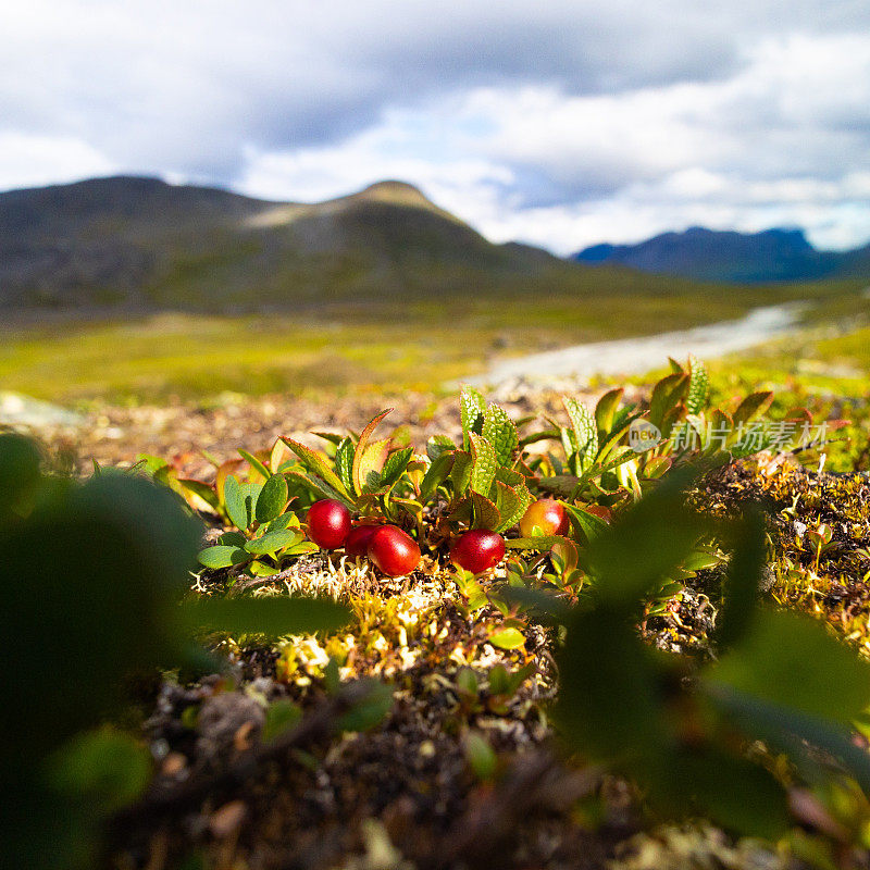 瑞典萨雷克国家公园美丽的夏日风光和原生植被。