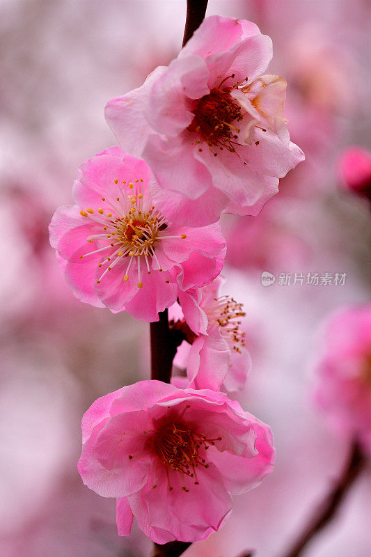 东京，日本公园里盛开的梅花