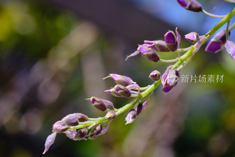 紫藤闭合花朵的微距拍摄