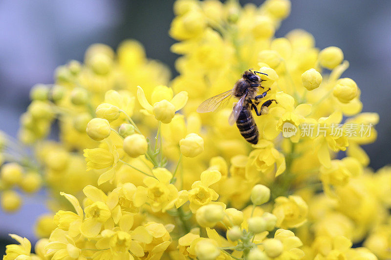 蜜蜂在含羞草花上