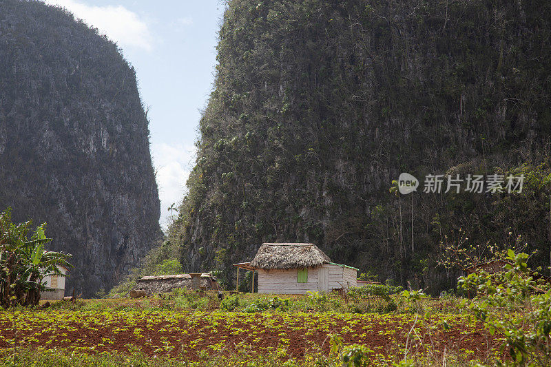 乡村烟草场景