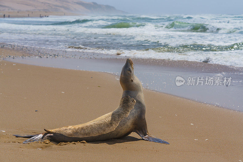 一只海豹在沙滩上晒太阳，伸直身子，抬起头。