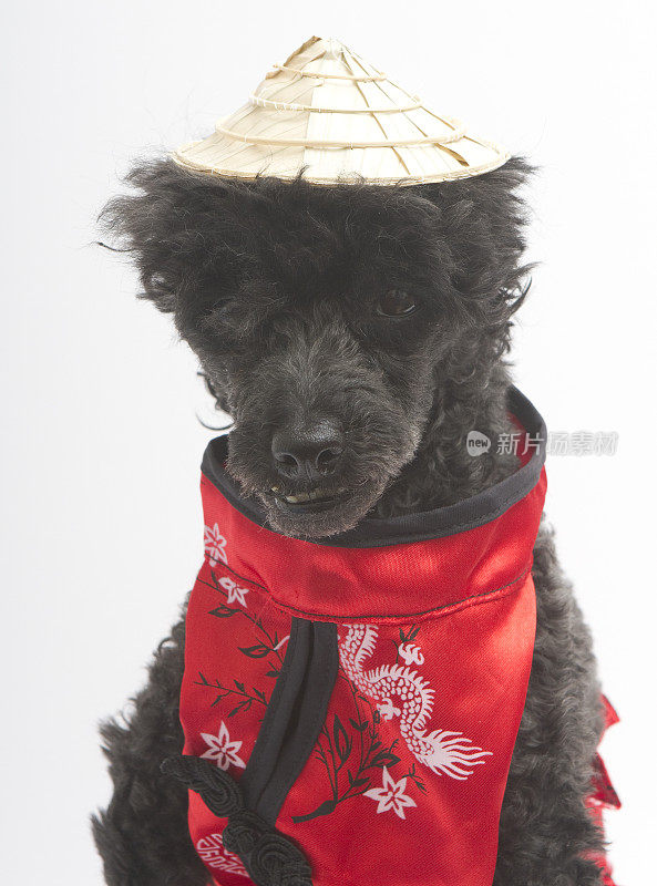 草帽和丝绸长袍的贵宾犬