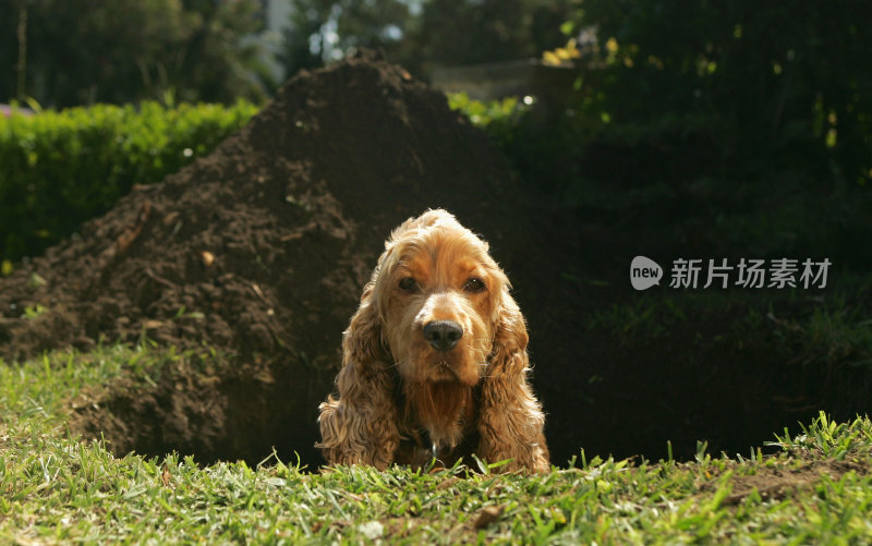 长耳猎犬坐在草坪上挖的洞里