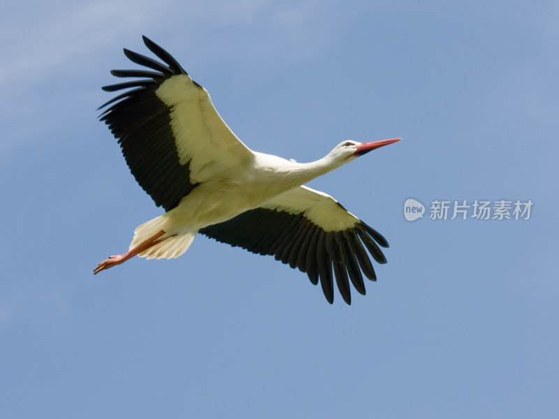 白鹳翱翔-特写，与拷贝空间