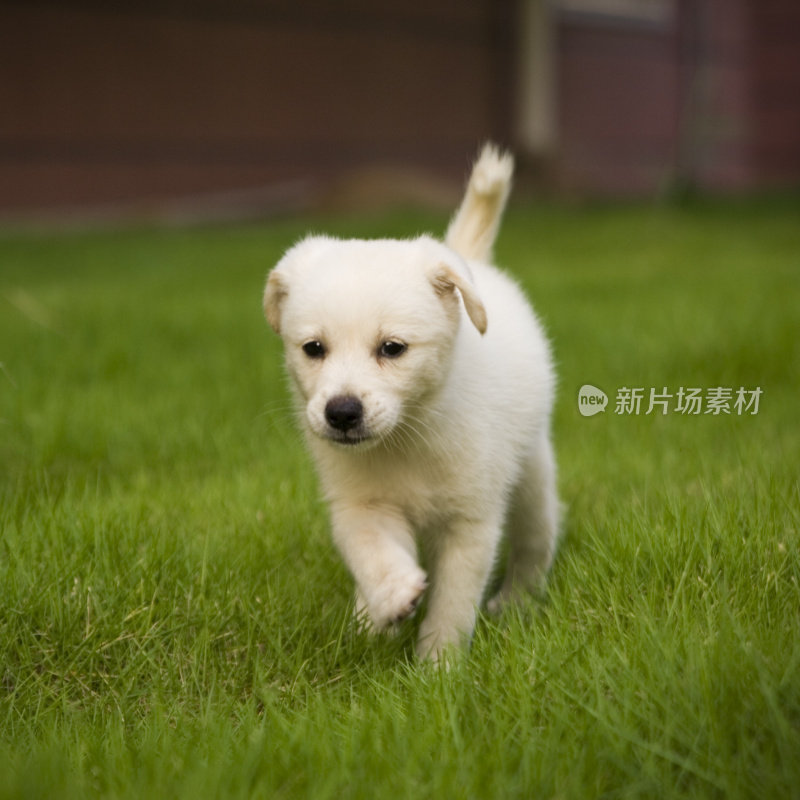 小拉布拉多寻回犬