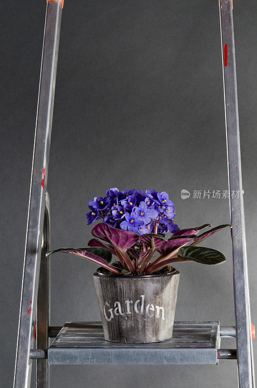 金属梯上的花盆里放着紫罗兰