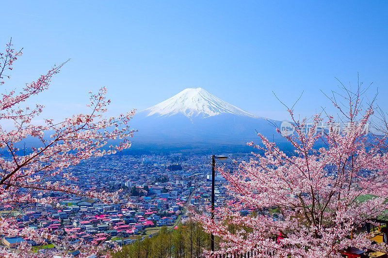 富士山春天的樱花(Sakura)，藤吉田，Ja