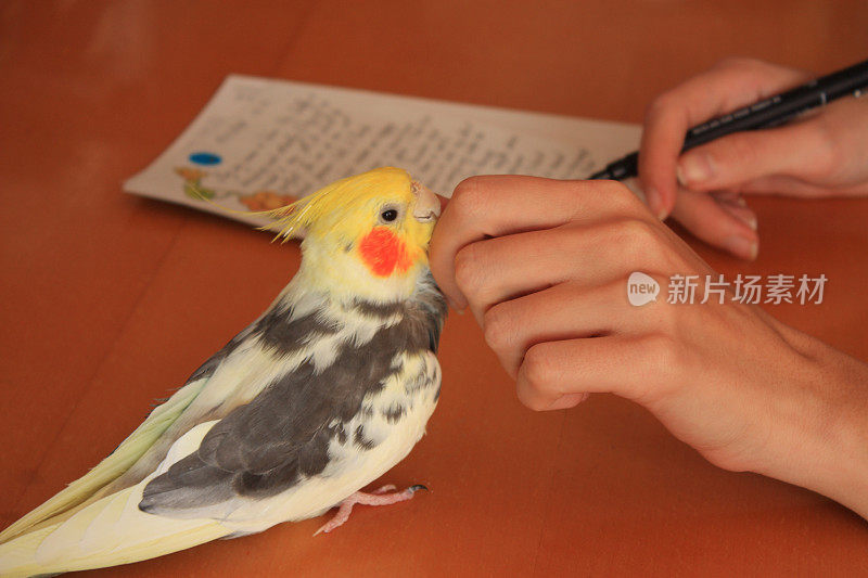 女性的手用钢笔书写和玩鹦鹉，特写