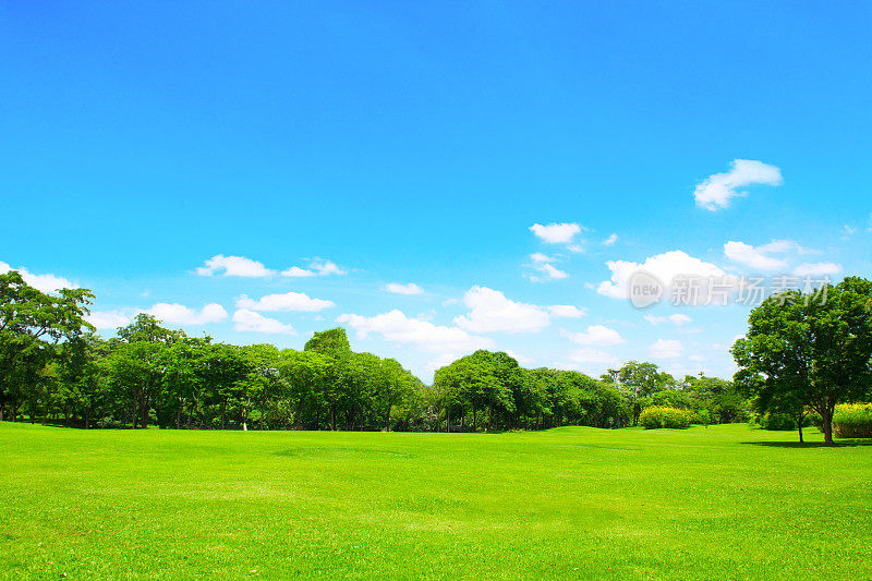 绿色的公园和树与蓝天