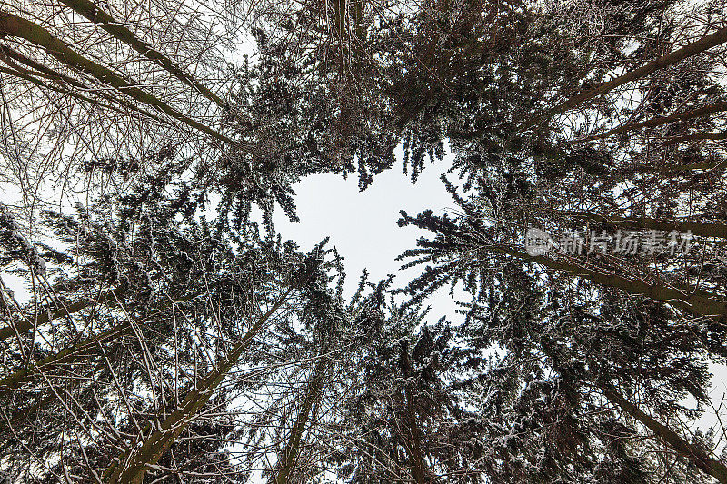 冬季森林树木