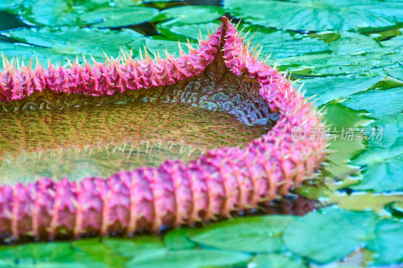 维多利亚amazonica