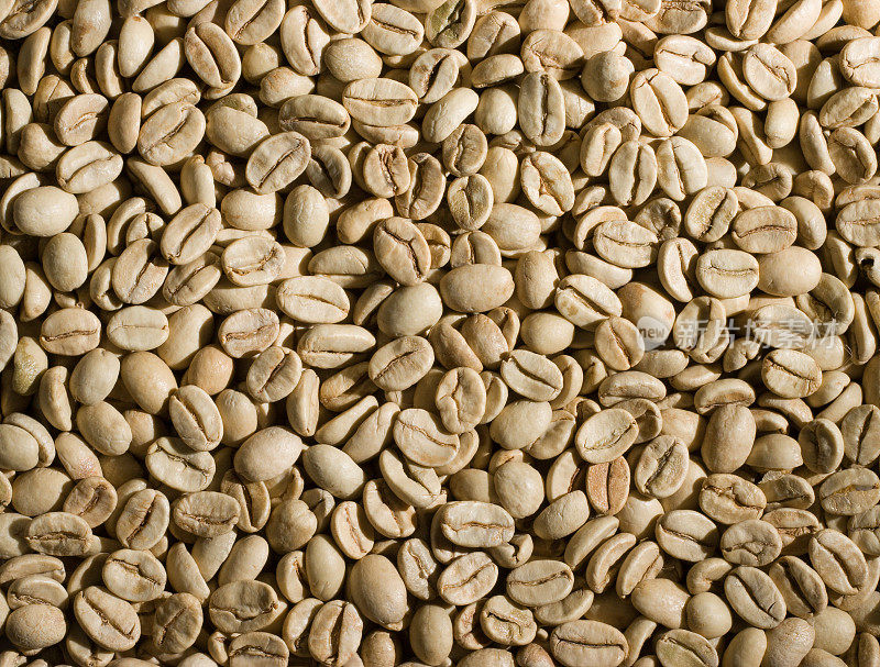 未经烘培的季风咖啡豆