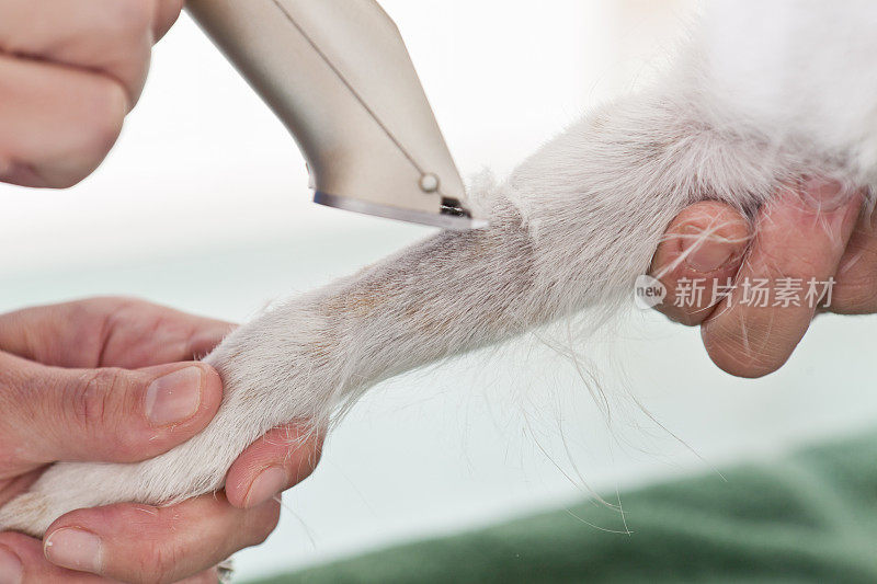 狗的腿在动物医院剃毛