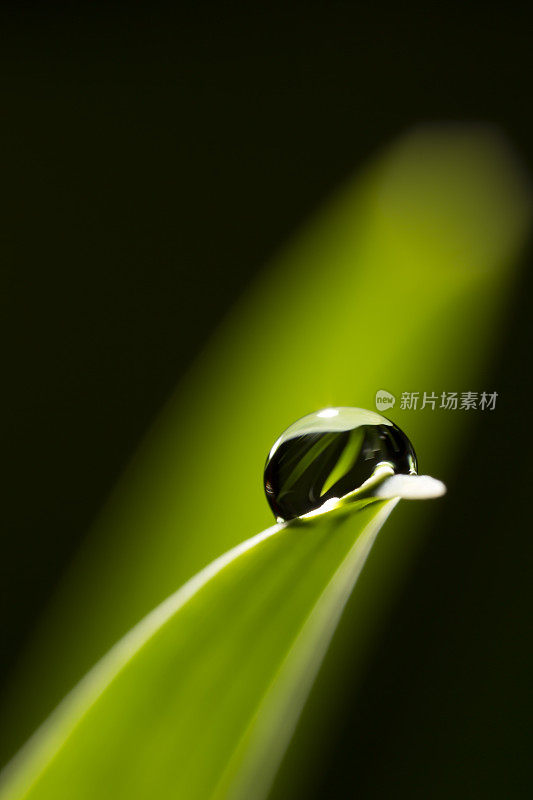 带雨滴的叶子