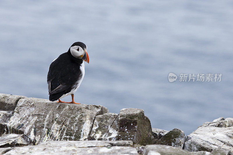 角嘴海雀回顾