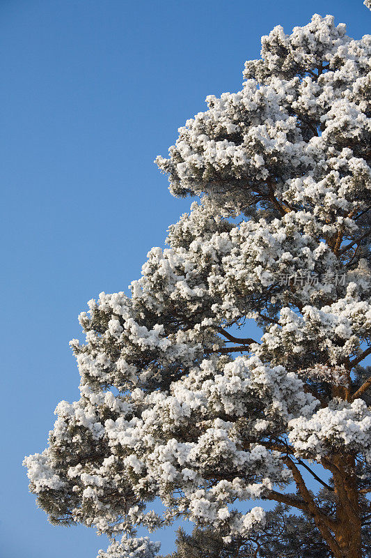 冬天松树