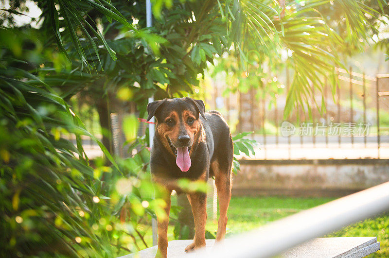 绿草上的罗威纳犬。户外拍摄