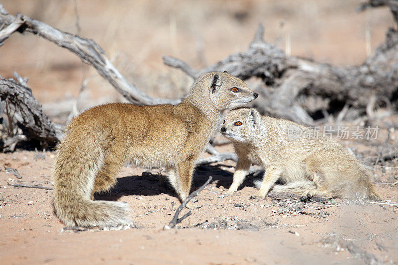 黄猫鼬，Kgalagadi越境公园，南非