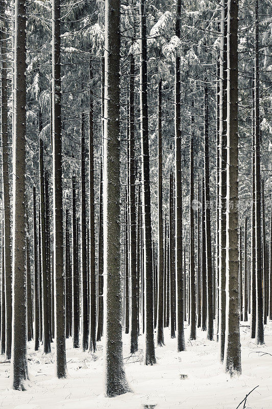 森林里的雪