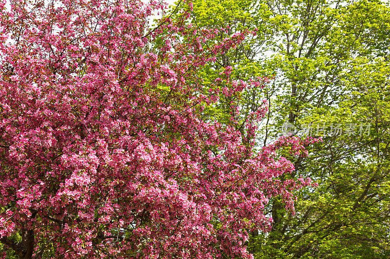 春天盛开的粉红色海棠树