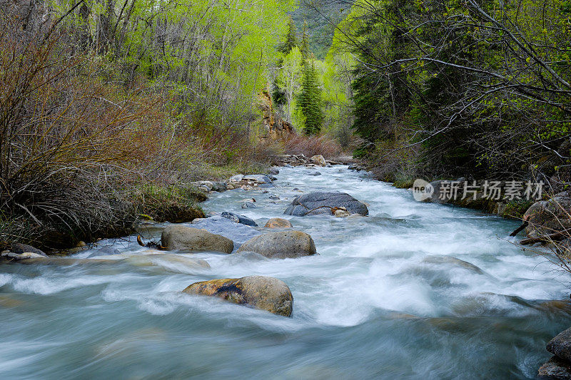 春天的山溪在葱郁的峡谷中流动