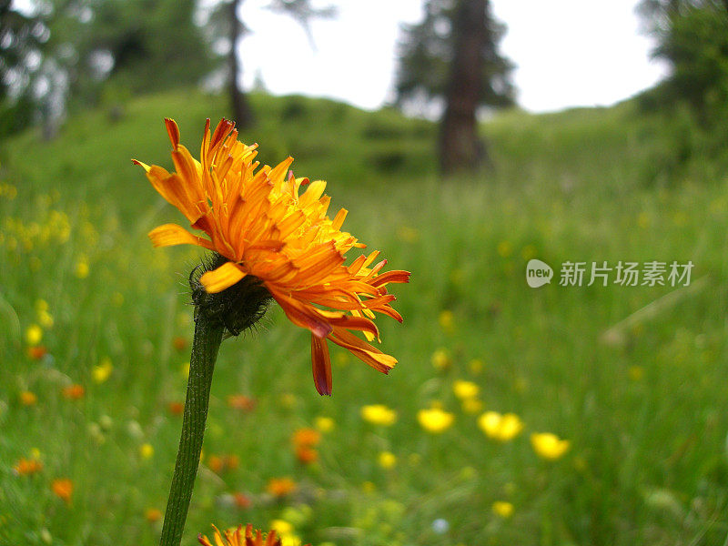 蒲公英，山地牧场，草甸，高山植物，近景