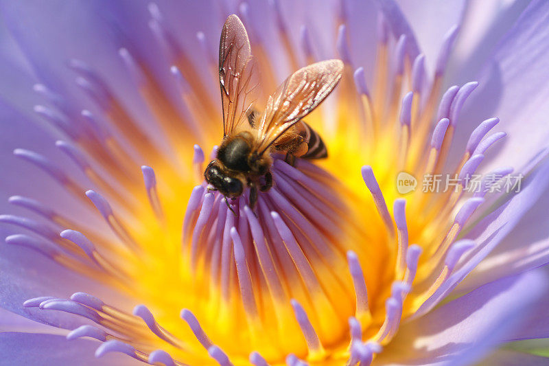 紫莲花和蜜蜂特写