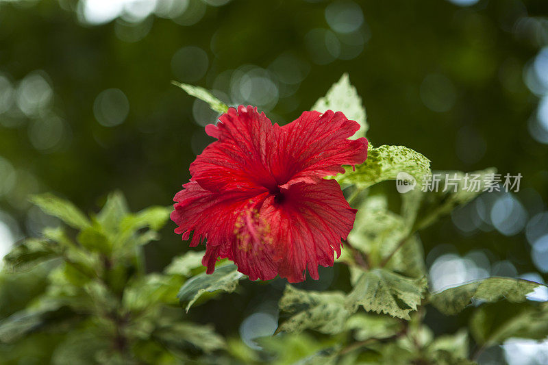 芙蓉花