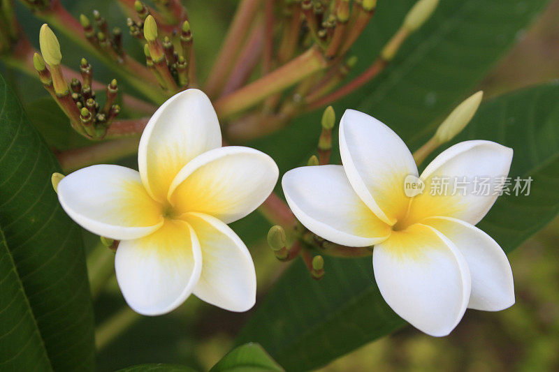 Plumeria