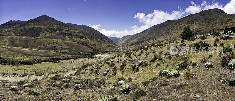 Gavidia山谷的全景景观与frrailejons。梅里达状态,委内瑞拉