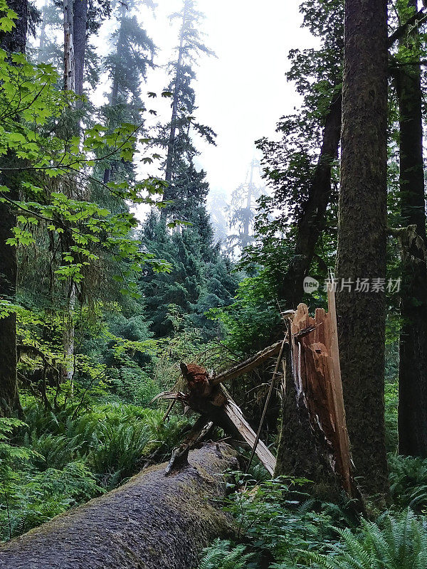 Hoh雨林晨雾，奥林匹克国家公园，华盛顿