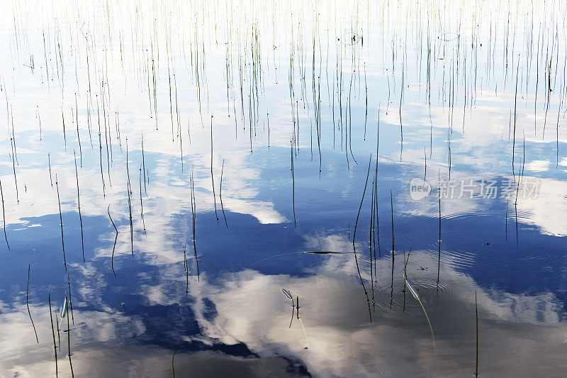 草和云倒映在湖面上